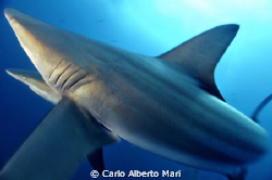 blacktip shark by Carlo Alberto Mari 